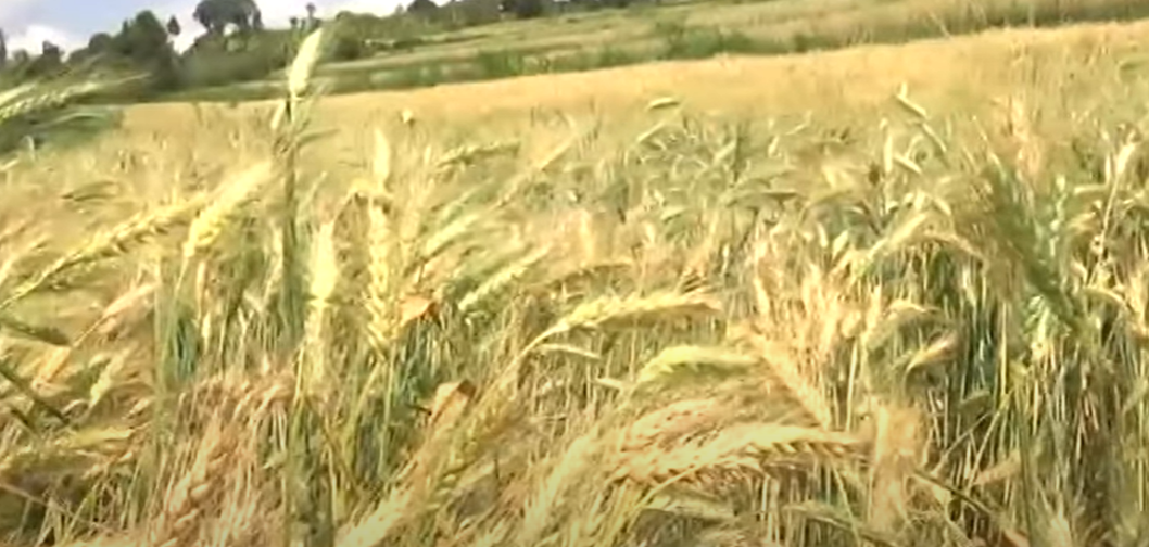 Situation alimentaire mondiale: La Fao annonce une baisse des échanges de céréales (Un recul de la production de blé prévu en 2023)