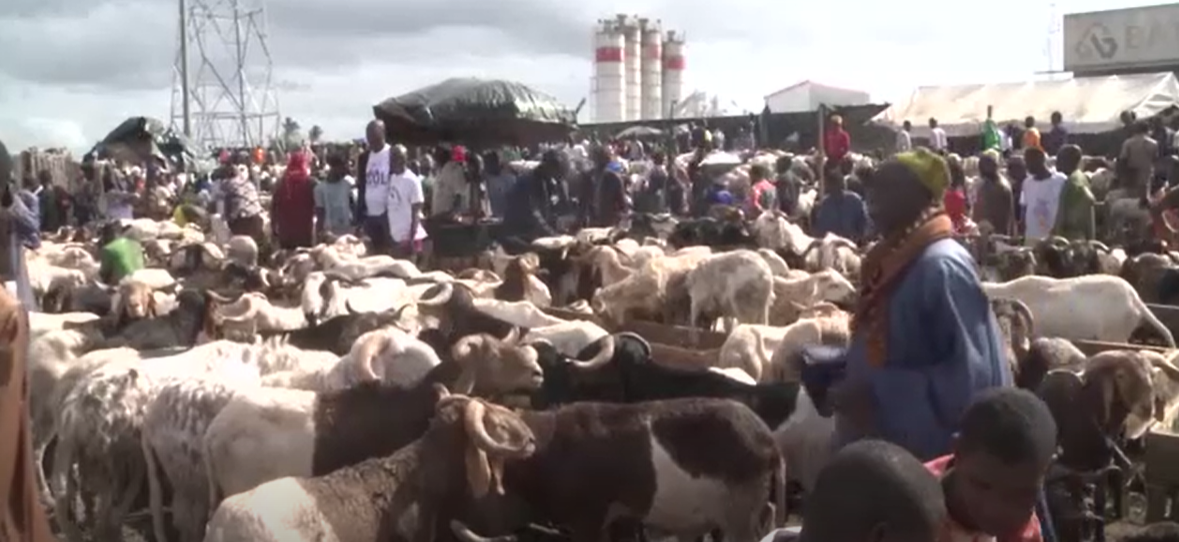Côte d’Ivoire : la Tabaski fait grimper le prix des moutons